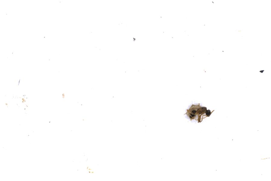 Image 20